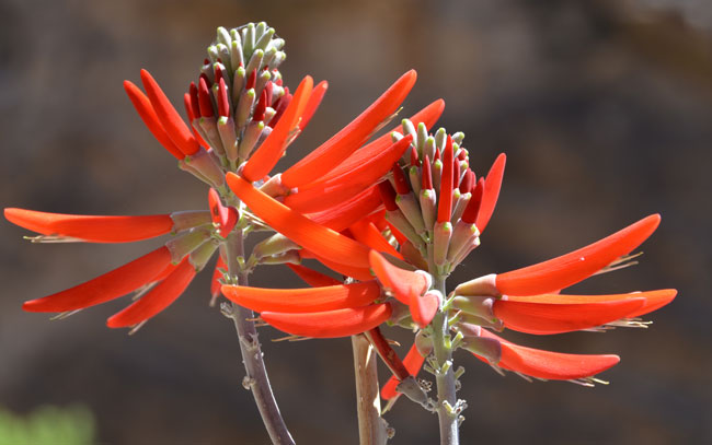 Erythrina flabelliformis, Coralbean, Southwest Desert Flora